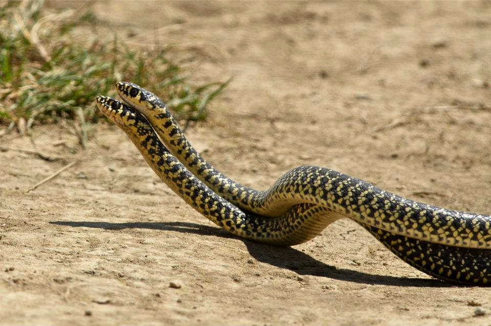 Accoppiamento di Biacchi...No, maschi impegnati in un duello rituale